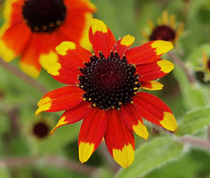 Rudbeckia triloba 'Prairie Glow'